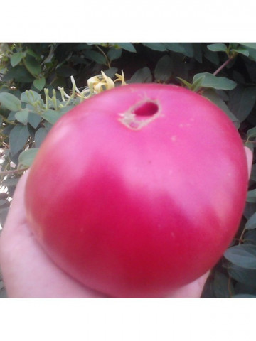 Seminte tomate Rozov Blyan Vis Roz (1 gr), crestere nedeterminata semitimpurii, Florian Bulgaria