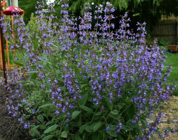 Serlai sau Iarba Sfantului Ion (0.3 gr) seminte planta bienala, miros intens placut, Agrosem