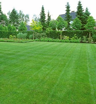 Shady Garden Gazon Umbra 1 Kg Seminte de Gazon pentru Umbra Calitate Superioara, GlobalGrass