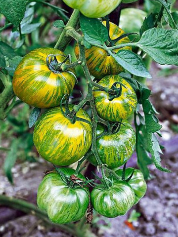 Smarald (100 seminte) tomate verzi timpurii,nedeterminate, gust deosebit, Agrosem