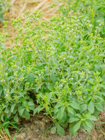 Stevie (Stevia) 25 seminte de Stevia rebaudiana, indulcitor natural, Opal
