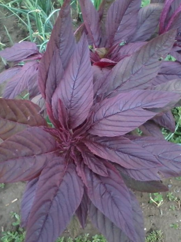 Stir Cezar (Amaranthus) - 1 KG - seminte de Stir Amaranthus de la SCDL Buzau