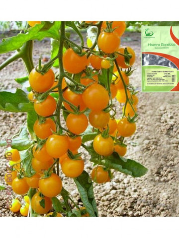 Summer Sun F1 (100 seminte) de rosii galbene tip ''cirese'', Hazera