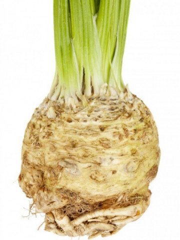 Telina Anita (1 gr) seminte de telina soi tardiv foarte productiv, Agrosem