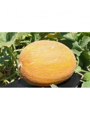 Timeos F1 (500 seminte) pepene galben tip Ananas, pulpa crem, Hazera