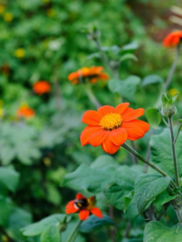 Tithonia (0.8 grame) seminte de flori portocalii inalte si voluminoase, Agrosem