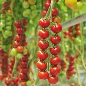 Tomate Iskra F1 - 1000 seminte de rosii Cherry nedeterminate extratimpurii Syngenta