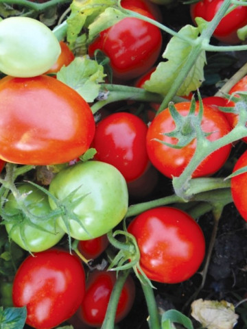 Tomate Mariuca - 5 gr - Seminte de rosii romanesti cu crestere determinat de la SCDL Buzau