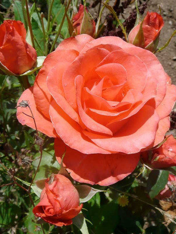 Trandafir Orange Rose (1 butas), trandafir cu flori superbe roz-portocalii, butasi de trandafiri