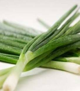 Tycoon F1 (10.000 seminte) de ceapa verde pentru legatura, sistem radicular foarte puternic, frunze lungi de culoare verde inchis, Takii Seeds