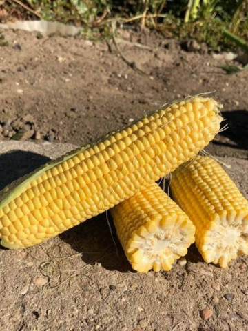 Tyson F1 - 100.000 sem - Seminte de porumb zaharat 75-80 zile mediu timpuriu super dulce de la Syngenta