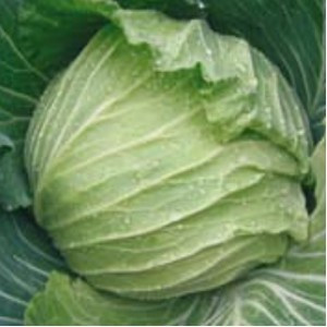 Varza alba Sarmash F1 - 50 gr de Varza Alba70 zile frunze subtiri pentru sarmale