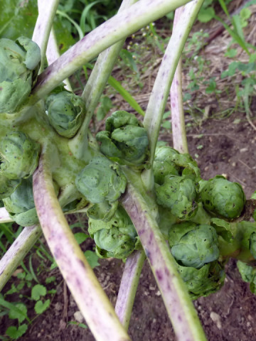 Varza de Bruxelles Long Island (1 kg) seminte de varza de Bruxelles rezistenta la temperaturi scazute, Agrosem