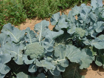 Seminte broccoli Green Magic F1 (1000 seminte), cu capatana uniforma, Sakata