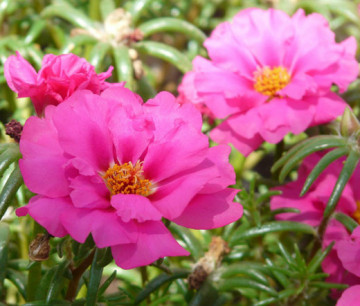 Flori de piatra rose dubla (1000 seminte) floarea de piatra Rose Grandiflora