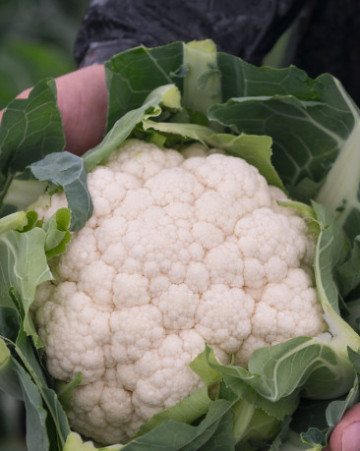 Alcala F1 (1000 seminte) de conopida cu maturitate de 76 de zile, greutate capatana 2 - 2.5 kg, Bejo