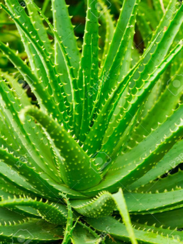 Aloe Vera (8 seminte) planta terapeutica cu efect antireumatic si antiinflamator, Agrosel