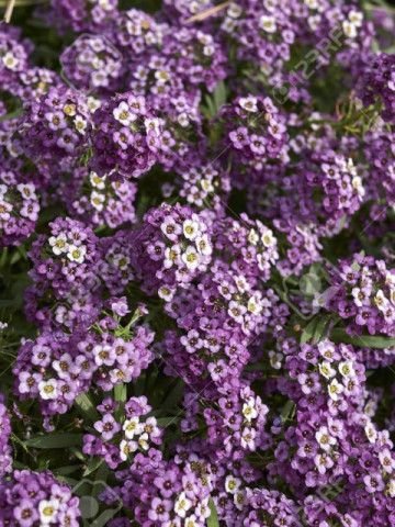 Alyssum violet (0.3 g) seminte de alyssum violet planta perena, inflorescente violet, globulare, foarte atractive, Agrosem