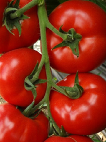 Amerigo F1 (1000 seminte) tomate extratimpurii nedeterminate, Sakata