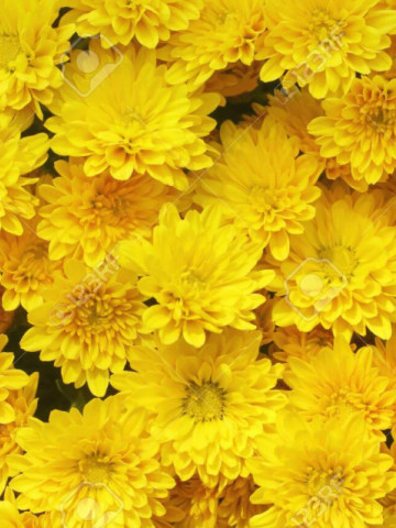 Amestec flori anuale galbene (0.5 gr) seminte de flori anuale galbene, Agrosem