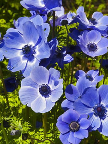 Anemone mov Mr. Fokker (10 bulbi), anemone mov intens, bulbi de flori