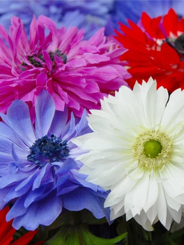 Anemone St. Brigid Mix (10 bulbi), anemone viu colorate, bulbi de flori