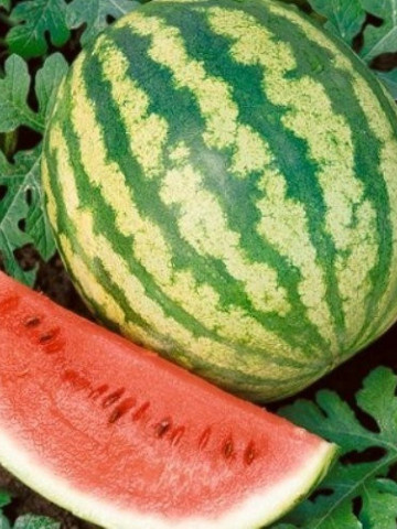 Arashan F1 (1000 seminte) pepene verde , hibrid semitimpuriu, Syngenta