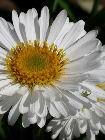 Aster alpinus White (in ghiveci de 1 L), rasad de Ochiul Boului cu flori albe cu centrul galben