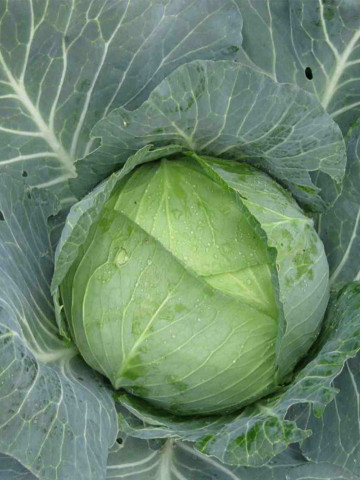 Autumn King F1 (TCA 542) (2500 seminte) de varza cu fructe plate si frunze subtiri fiind cel mai utilizat hibrid de catre fermieri, Takii Seeds