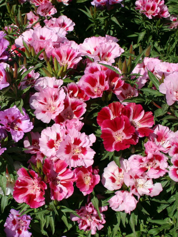 AZALEE DE GRADINA (0.5 gr), seminte planta anuala, Horti Tops