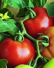 BALKAN F1 - 0.5 gr - Seminte Tomate Balkan Extratimpurii pentru sere si camp de la Geosem