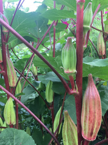 Bame rosii Burgundy (45 seminte) bame culoare visiniu inchis, foarte gustoase, Agrosem