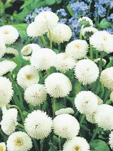 Banutei albi (0.1 grame) seminte de flori planta anuala cu multe ramificatii, Agrosem