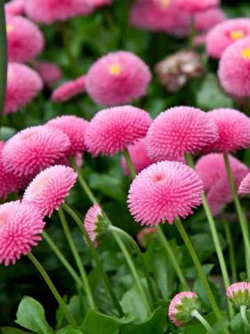 Banutei Pomponette Pink (300 seminte) Bellis perennis flori pompon roz, Agrosem