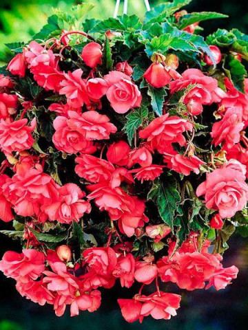 Begonie curgatoare pendula cascade Pink (2 bulbi), floare mare, culoare roz, bulbi de flori