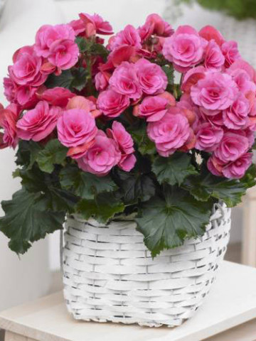 Begonie Double Pink (3 bulbi), floare mare dubla, culoare roz, bulbi de flori