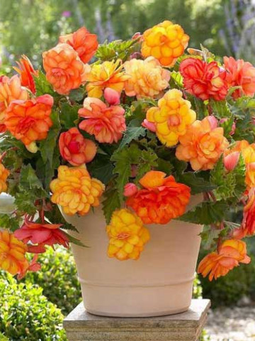 Begonie Golden Balcony (3 bulbi), floare mare, culoare galben cu portocaliu, bulbi de flori
