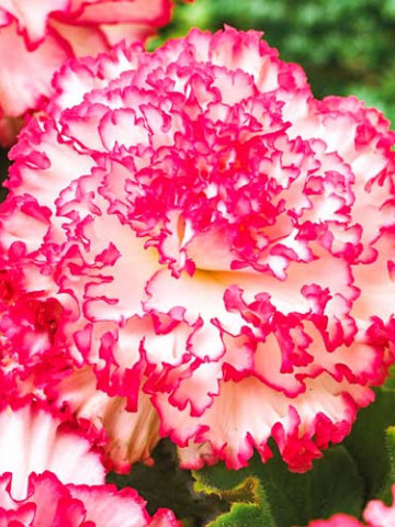 Begonie Marmorata (3 bulbi), floare mare, culoare roz-rosu, bulbi de flori