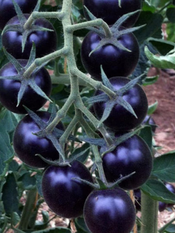 Blackball (30 seminte) rosii negre-indigo tip cherry, culoare negru intens indigo, rosii exotice, Chemyfarm