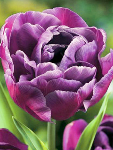 Blue Diamond (8 bulbi), lalele cu petale violet inchis asemanatoare trandafirilor, bulbi de flori