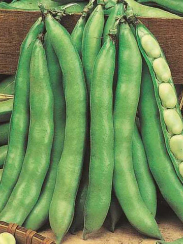 Bob Super Aguadulce (50 g) seminte de bob, planta anuala boabe mari, dulci, Opal