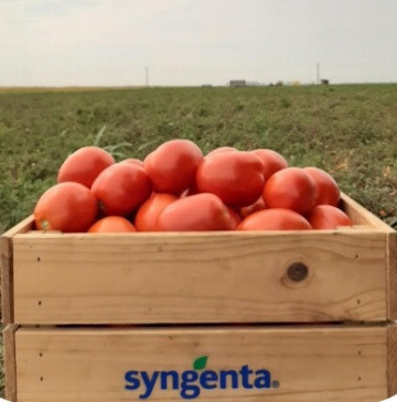 Brixtone F1 (5000 seminte) de tomate prunisoare determinate, Syngenta