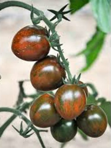 Brown cherry F1 172-857 (250 seminte) de tomate nedeterminate, de culoare maro inchis forma ovala foarte gustos, Yuksel