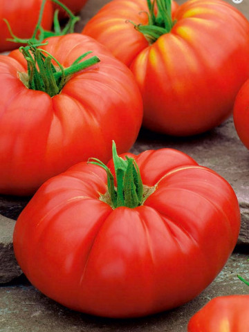 Brutus Red Giant (100 seminte) rosii gigant rosu soi foarte mare forma rotund-turtita, ChemyFarm