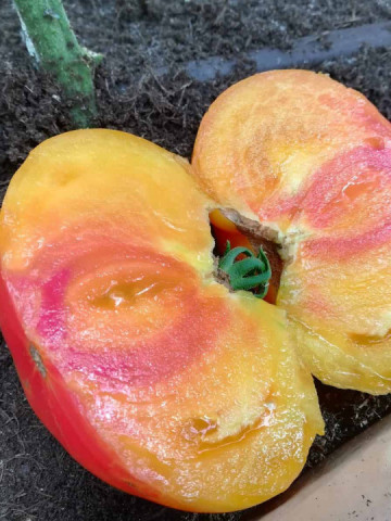 Buffalosun F1 (10 seminte) tomate galben-portocaliiÂ tip Ananas, cu dungi rosii, fructe de 350 - 400 gr, Clause