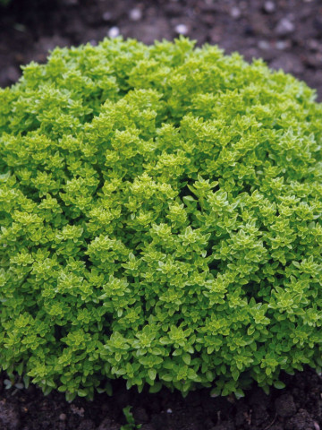 Busuioc Fin Vert Nain (ghiveci 10,5 cm), rasad Ocimum basilicum, planta aromatica pitica forma globulara