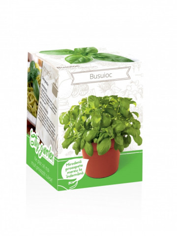 Busuioc - Kit plante aromatice