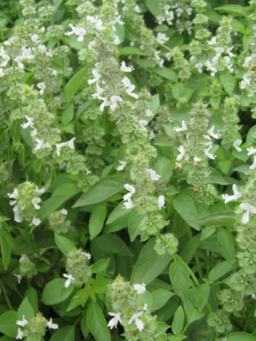 Busuioc lamaie (1 gr) seminte Plante Medicinale Busuioc cu aroma de Lamaie, Opal