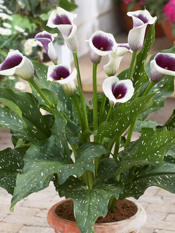 Cala Picasso (1 bulb), floare mare, culoare mov cu alb, bulbi de flori