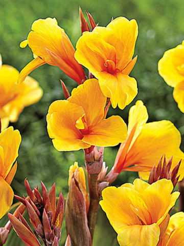 Canna Apricot Dream (1 bulb), floare exotica mare, culoare portocaliu, bulbi de flori